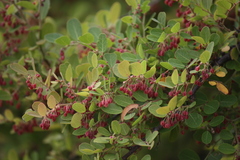 Phyllanthus reticulatus